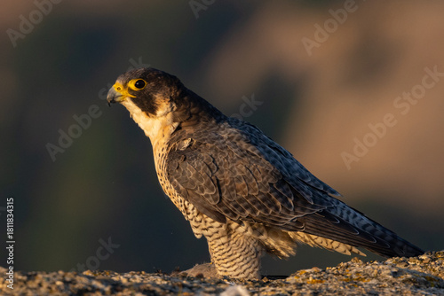 peregrine falcon