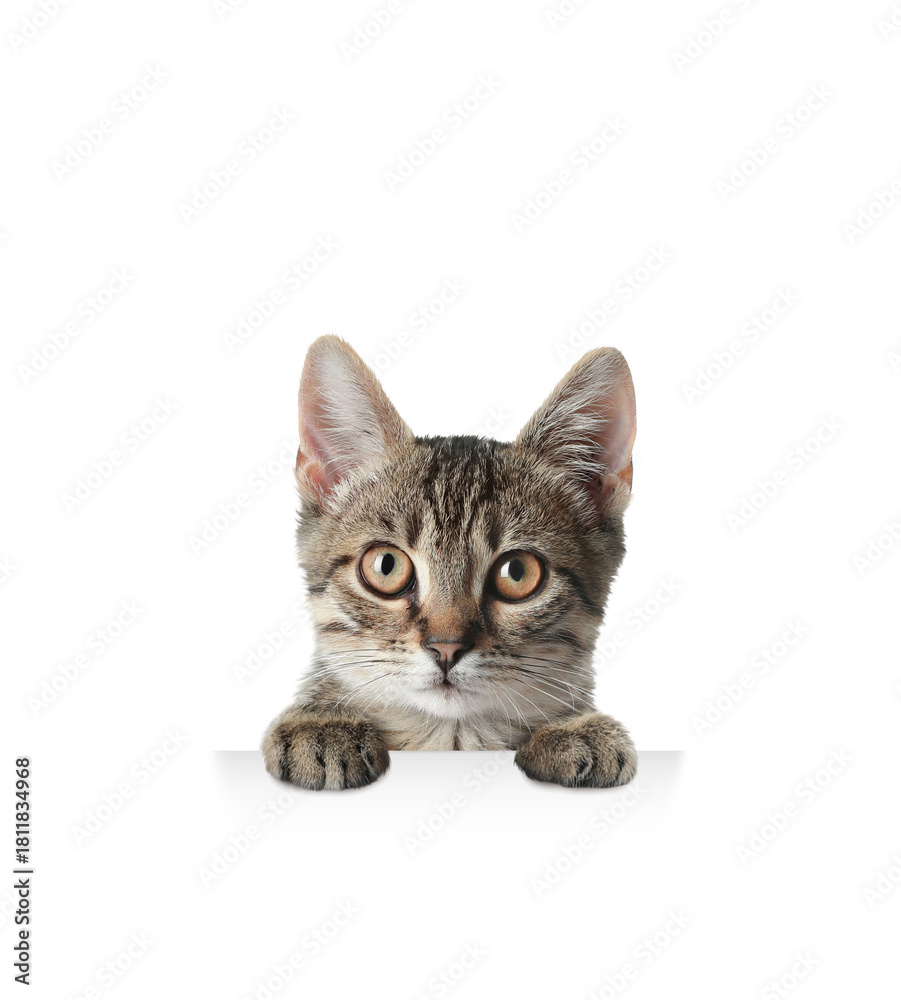 Obraz premium Cute cat peeking out on white background. Animal holding paws on banner