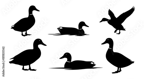 Duck silhouettes collection set vector illustration isolated