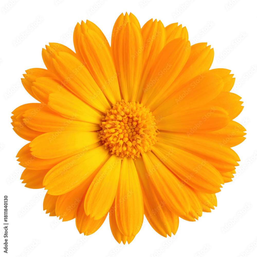 Obraz premium orange calendula flower isolated on white or transparent