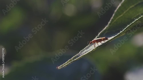 Naturaleza al atardecer