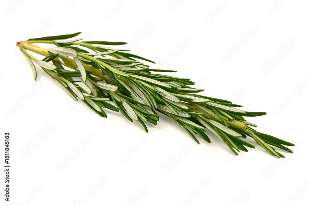 Fototapeta premium Fresh Rosemary Sprig, Rosmarinus officinalis, isolated on white background