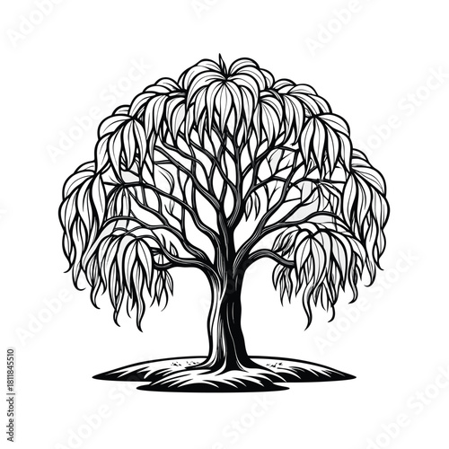 Simple willow tree outline illustration on white background