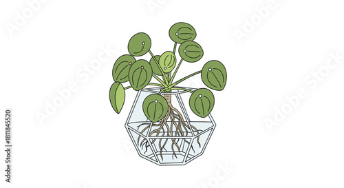 Modern illustration of a Pilea Peperomioides plant with visible roots growing in water inside a geometric glass terrarium.
