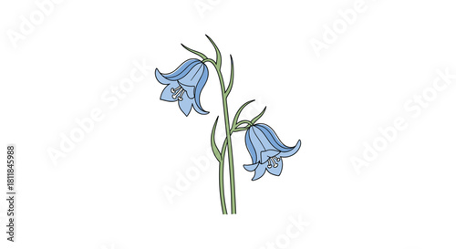 Simple and elegant vector illustration of a delicate bluebell or bellflower stem with two blooming flowers on a white background.