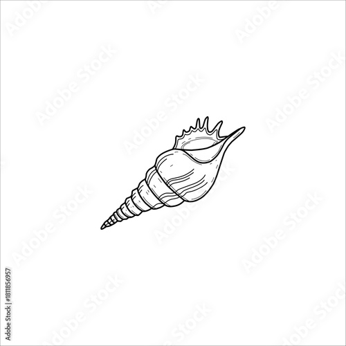 snail shell sketch drawing artwork handmade illustration