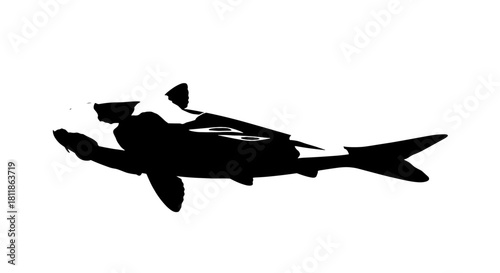 Striking Koi Fish Swimming Gracefully in Still Water, Symbolizing Prosperity and Good Fortune, Ideal for Zen Gardens and Asian-Inspired Design Projects, Featuring Vibrant Colors and Intricate Patterns