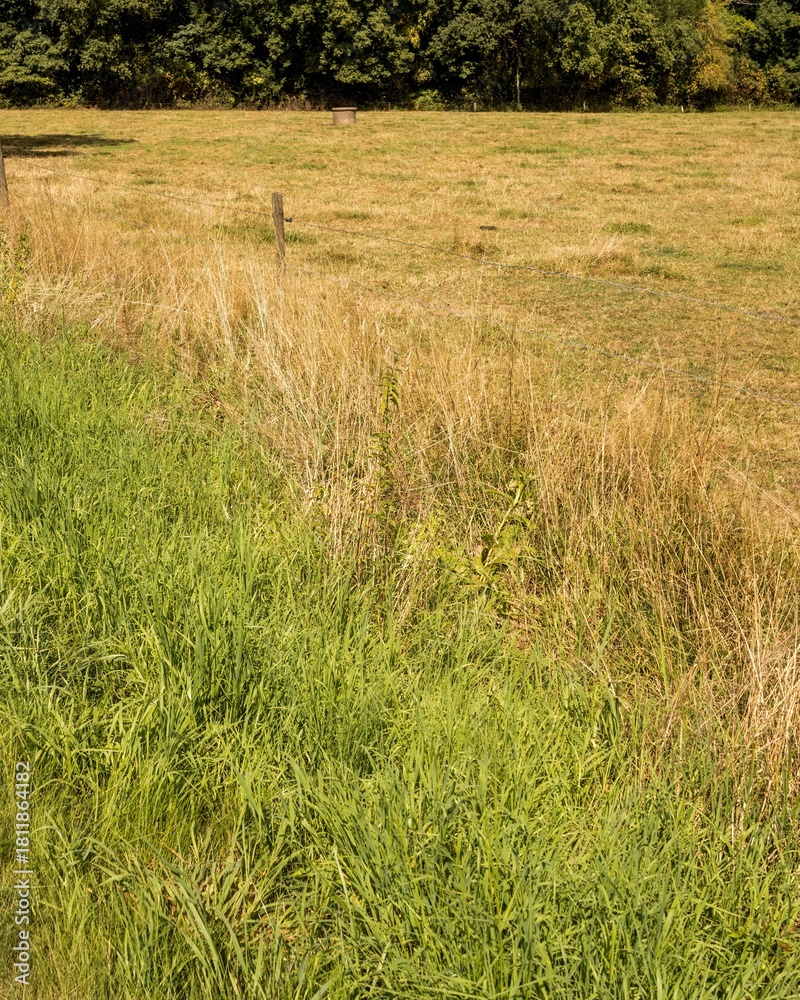Fototapeta premium Green grass growing next to paved road and dry field