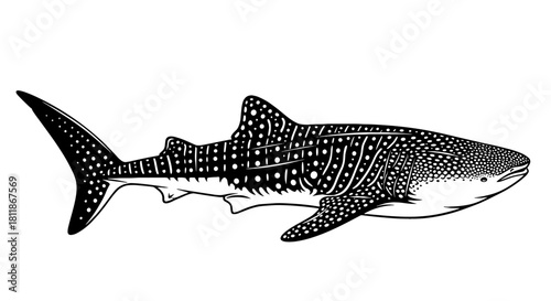 Detailed Whale Shark Illustration Swimming Gracefully in Deep Ocean - Marine Wildlife Conservation, Educational Resource for Biology Studies & Underwater Ecosystem Presentation, Black and White Vector