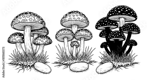 Detailed Mushroom Cluster Illustration with Unique Fungi Varieties: Decorative Woodland Plants for Botanical Studies, Magical Fantasy Concepts and Nature-Inspired Design Projects. Use for Education, P