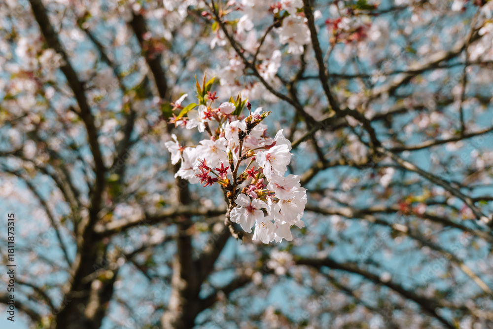 Fototapeta premium pink cherry blossom