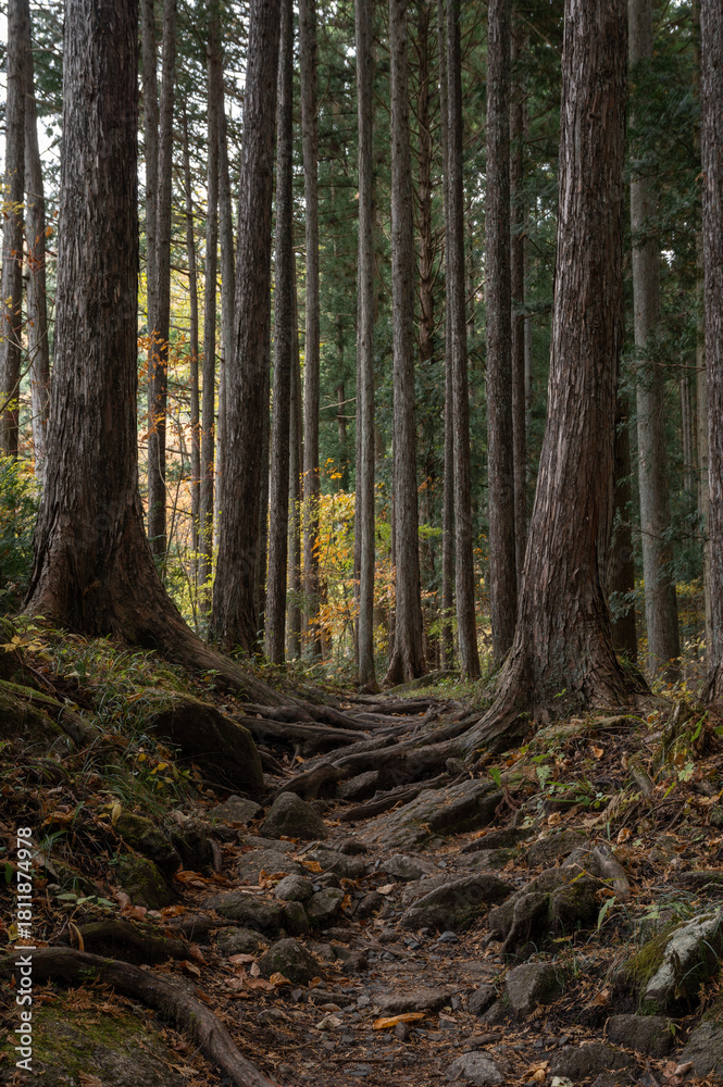 Naklejka premium 滝川渓谷の秋の登山道