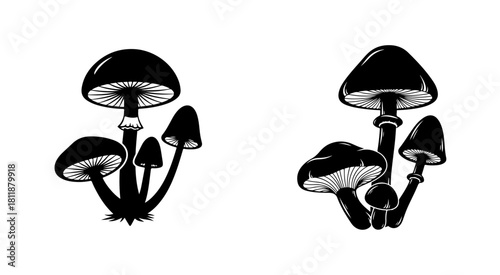 Black and white mushroom clusters with gills botanical illustration