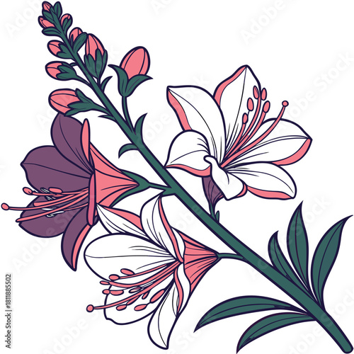 antirrhinum defiance on white background 