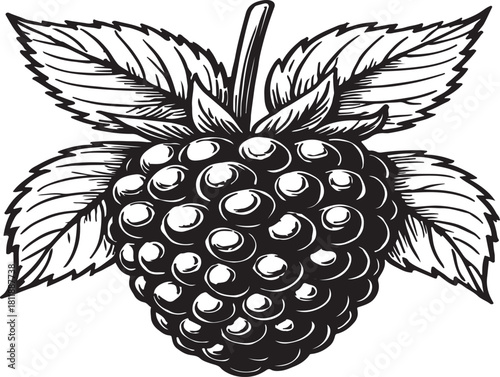 Vector Ripe blackberry fruit with leaves isolated silhouette Illustrator