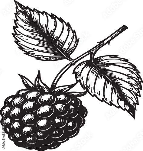 Vector Ripe blackberry fruit with leaves isolated silhouette Illustrator