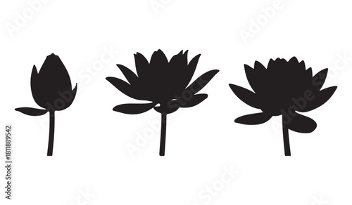  Three stages of water lily bloom shown as black silhouettes against white background silhouette