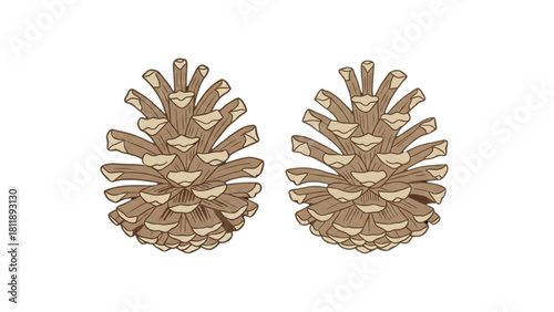 Two brown pine cones on a white background, an illustration