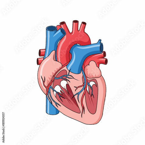 Detailed anatomical illustration of a human heart showcasing its intricate structure and function.