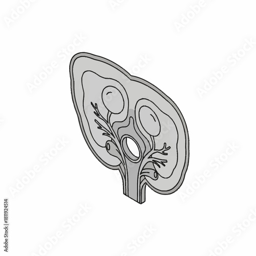 Isometric anatomical illustration of a human kidney cross section.