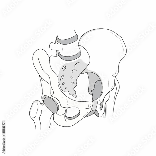 Human Pelvis Anatomy Illustration with Sacrum and Hip Bones.