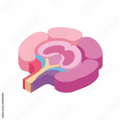 Stylized Isometric Brain Anatomy Diagram with Pink and Purple Hues.