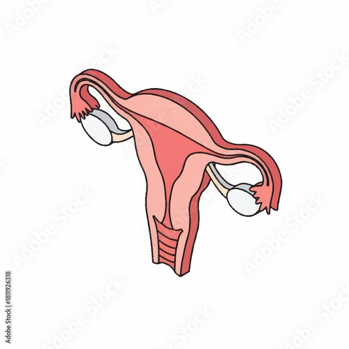 Anatomical illustration of the human uterus and ovaries.