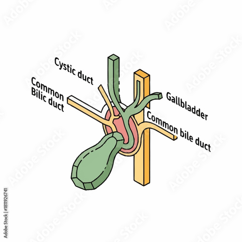 Anatomical illustration of the gallbladder and biliary system.