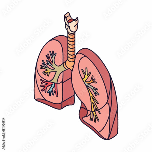 Detailed illustration of human lungs showcasing respiratory system anatomy and function.