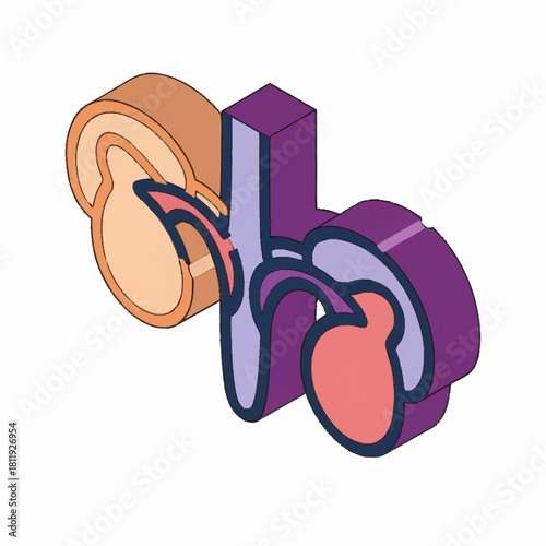Isometric illustration of human kidneys with adrenal glands, anatomical view.