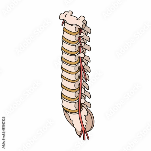 Detailed illustration of human spinal cord and vertebrae.