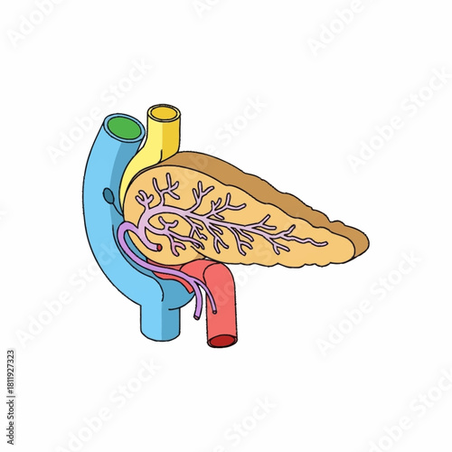 Anatomical Illustration of the Human Pancreas and Duodenum.