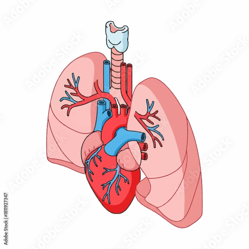 Human Heart and Lungs Anatomy Illustration.