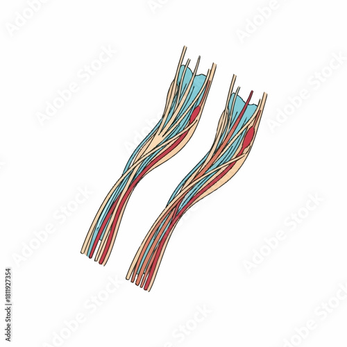 Detailed illustration of human nerve bundles and muscle fibers.