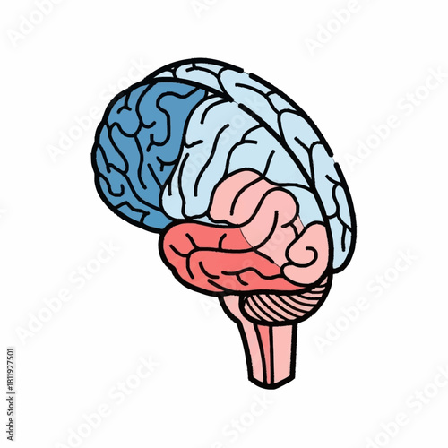 Human Brain Anatomy Illustration with Different Lobes Highlighted.