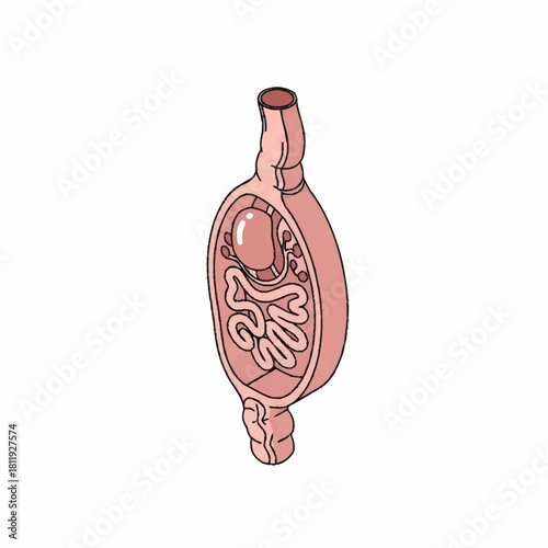 Detailed Illustration of a Human Digestive System Cross-Section.