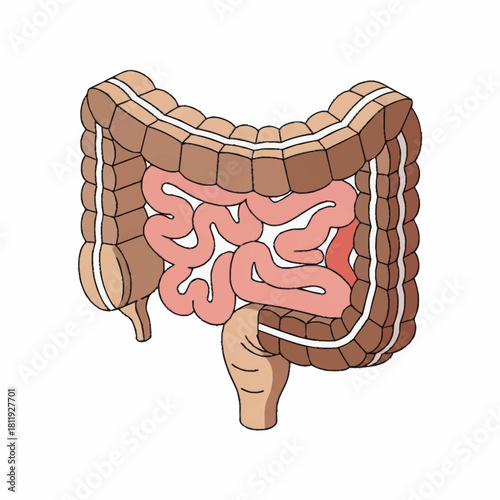 Human digestive system illustration showing colon and small intestine.