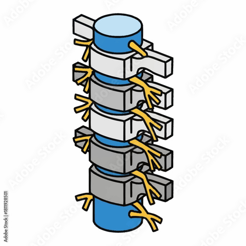 Human Spine Anatomy Illustration with Vertebrae and Nerves.