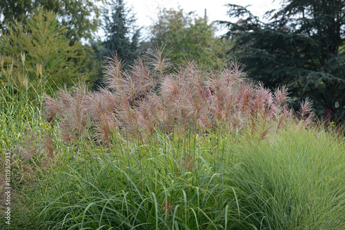Chinaschilf,  Miscanthus sinensis. Malepartus