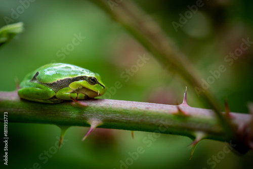 close up of a tree frog
