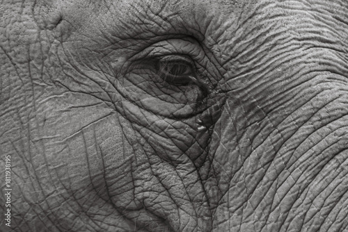 close-up of the eye of an elephant in black and white