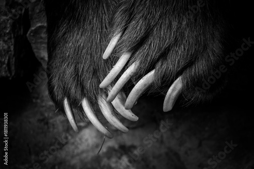 close up of the paws of a bear in black and white