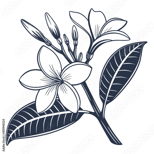 Outline Drawing of Plumeria Flowers and Buds on White Background Keywords: plumeria, frangipani