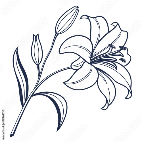 Line Drawing of a Lily Flower and Buds on White Background Keywords: lily, flower, floral
