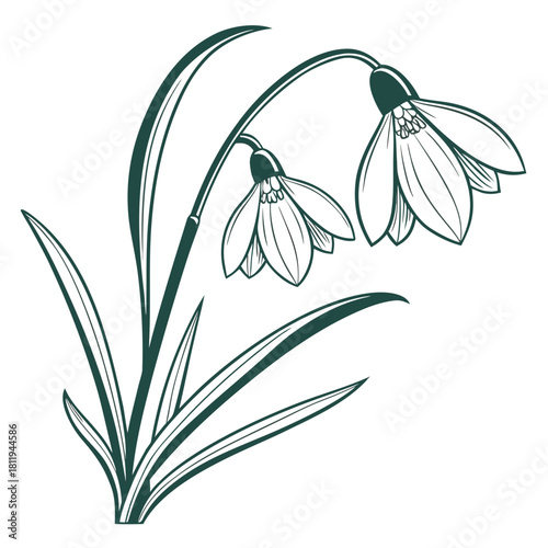 Two Dark Green Snowdrops with Leaves on White Background flower floral
