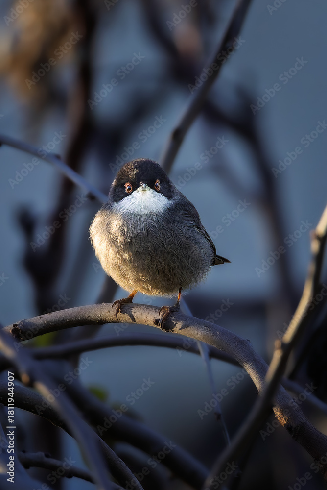 Fototapeta premium Sardinian Warbler perched on a branch in the light of an autumn morning