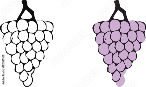 Grapes line art and purple fruit illustration