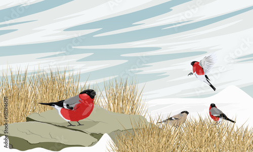 A flock of bullfinches in the snow. Birds in the winter. Realistic vector landscape