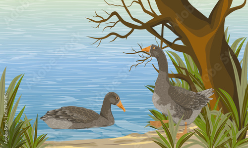 A pair of grey geese on the lake shore. Summer outside the city. Domestic and farm birds. Realistic vector landscape.