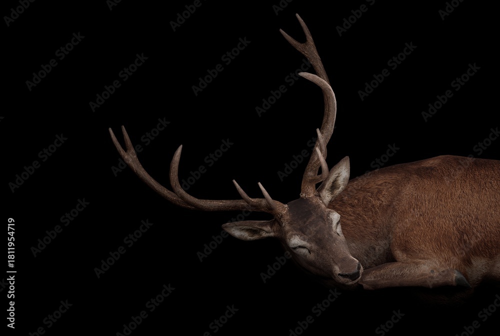 Naklejka premium A detailed 3D render of a sleeping deer with large antlers on a black background, showcasing realistic fur texture and natural wildlife anatomy. Ideal for nature, animal studies, education
